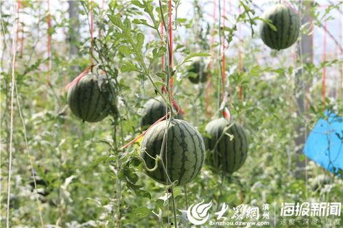 康县网红吃瓜视频爆料曝光,一场网络爆料的背后真相